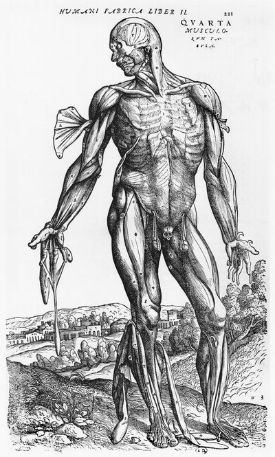 Étude anatomique, illustration de 