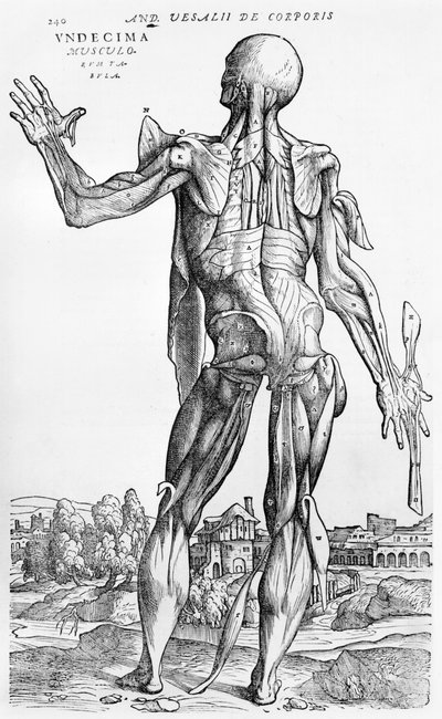 Étude anatomique, illustration de 
