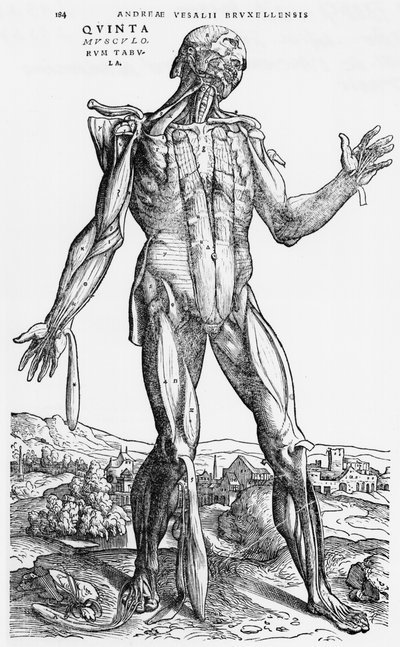 Étude anatomique, illustration de 