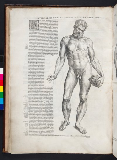 Hercule, illustration de 