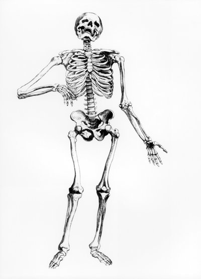 Squelette humain - Andreas Vesalius