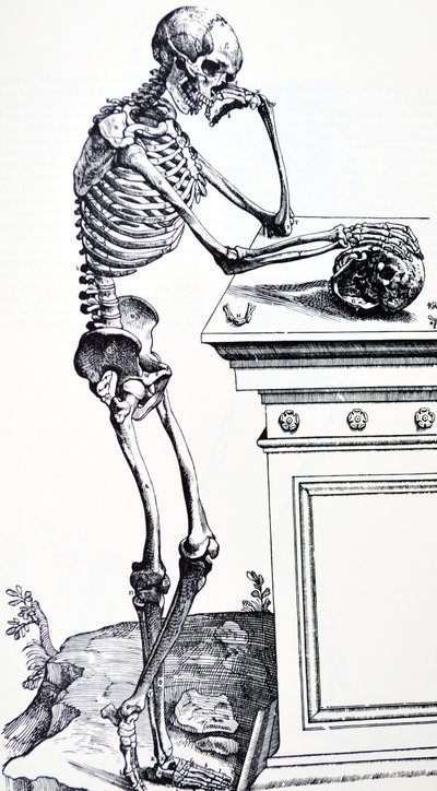 Squelette humain tenant un crâne. De "De Humani Corporis Fabrica" par Vésale. Possible graveur : Jan von Calcar - Andreas Vesalius