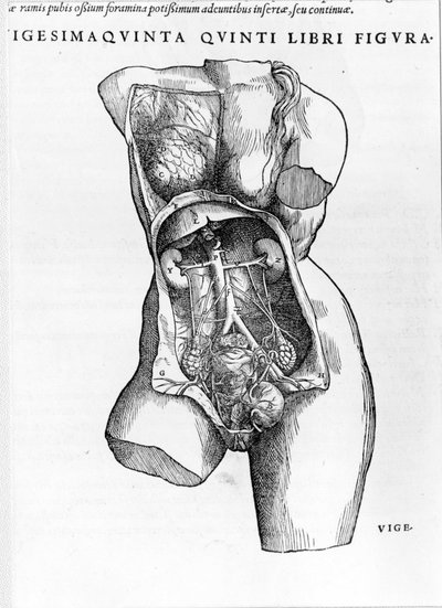 Planche tirée du traité «De Humani Corporis Fabrica libri septem» d