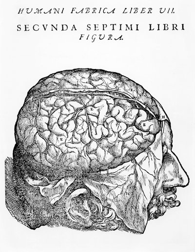 Le cerveau, illustration de 