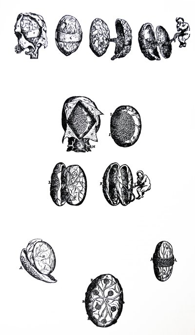 Les planches du cinquième livre de De Humani Corporis Fabrica - Andreas Vesalius