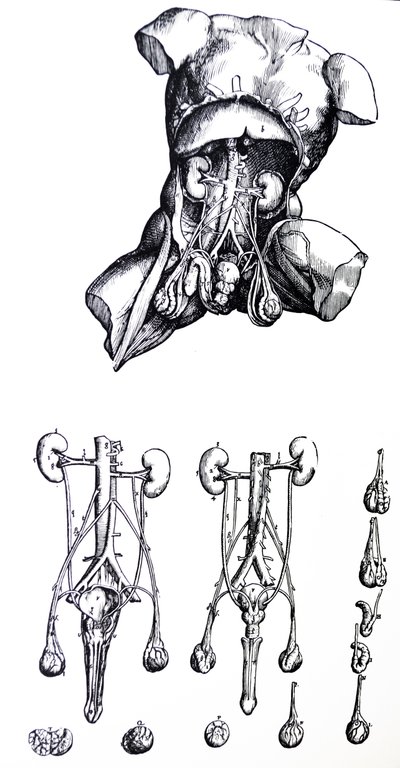 Les planches du cinquième livre de De Humani Corporis Fabrica - Andreas Vesalius