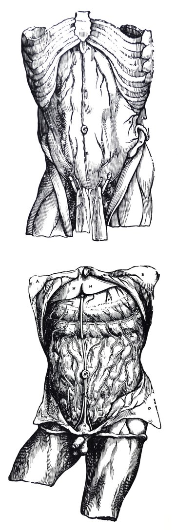 Les planches du cinquième livre de De Humani Corporis Fabrica - Andreas Vesalius