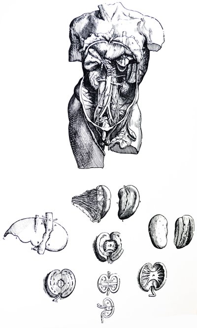 Les planches du cinquième livre de De Humani Corporis Fabrica - Andreas Vesalius