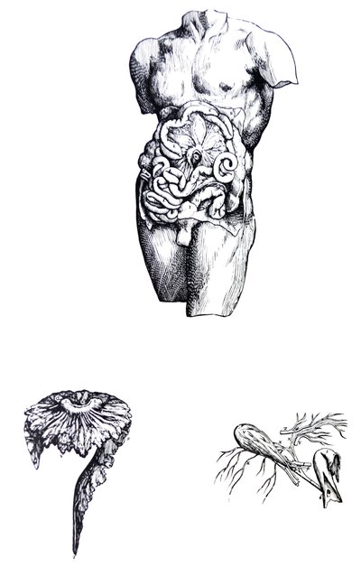 Les Planches du Cinquième Livre de De Humani Corporis Fabrica - Andreas Vesalius