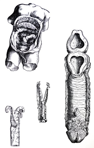 Les planches du cinquième livre de De Humani Corporis Fabrica - Andreas Vesalius