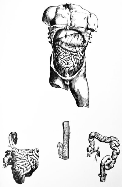 Les planches du cinquième livre de De Humani Corporis Fabrica - Andreas Vesalius