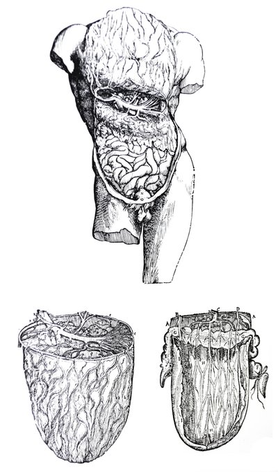 Les planches du cinquième livre de De Humani Corporis Fabrica - Andreas Vesalius