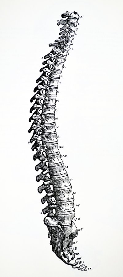 Les planches du premier livre de De Humani Corporis Fabrica - Andreas Vesalius