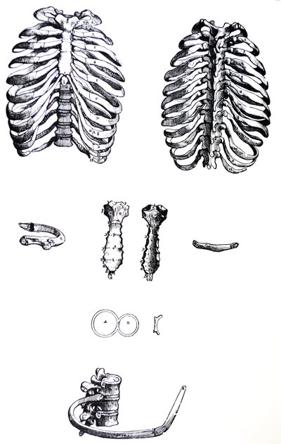 Les Planches du Premier Livre de la De Humani Corporis Fabrica - Andreas Vesalius