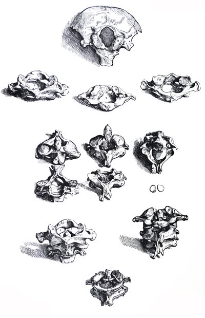 Les Planches du Premier Livre de De Humani Corporis Fabrica - Andreas Vesalius