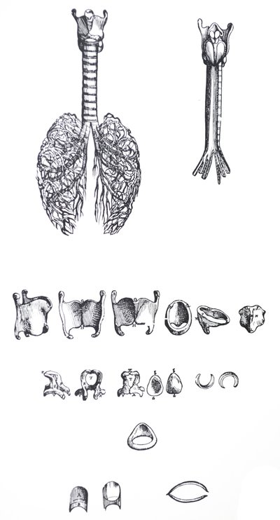 Les Planches du Premier Livre de De Humani Corporis Fabrica - Andreas Vesalius