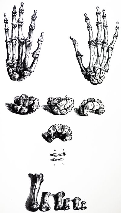 Les planches du premier livre de De Humani Corporis Fabrica - Andreas Vesalius