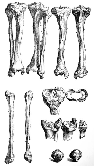 Les planches du premier livre de De Humani Corporis Fabrica - Andreas Vesalius
