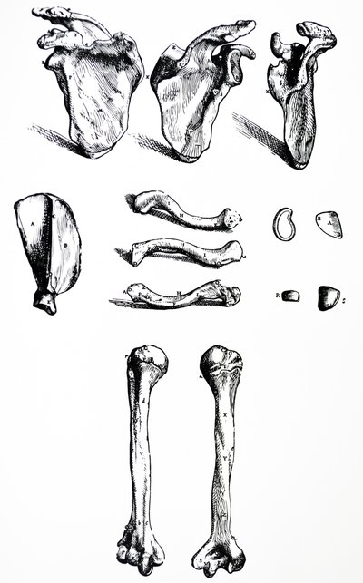 Les planches du premier livre de De Humani Corporis Fabrica - Andreas Vesalius