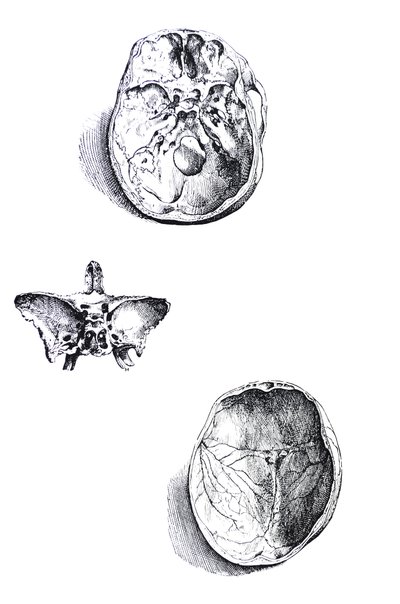 Les planches du premier livre de De Humani Corporis Fabrica - Andreas Vesalius