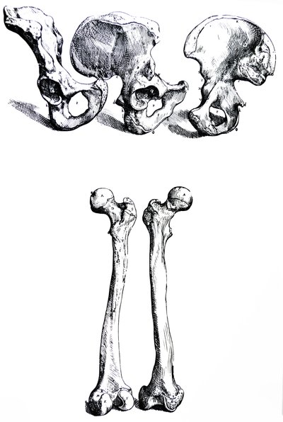 Les planches du premier livre de De Humani Corporis Fabrica - Andreas Vesalius