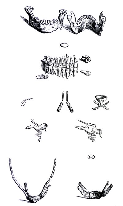 Les Planches du Premier Livre de De Humani Corporis Fabrica - Andreas Vesalius