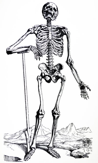 Les planches du premier livre de De Humani Corporis Fabrica - Andreas Vesalius