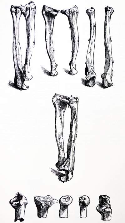 Les Planches du Premier Livre de De Humani Corporis Fabrica - Andreas Vesalius