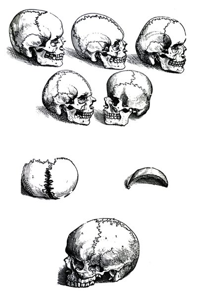 Les planches du premier livre de De Humani Corporis Fabrica par Andreas Vesalius (1514-1564) - Andreas Vesalius