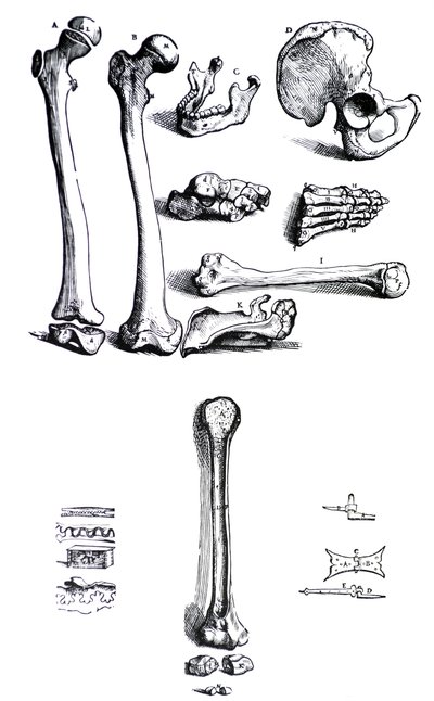 Les planches du premier livre de De Humani Corporis Fabrica par Andreas Vesalius (1514-1564) - Andreas Vesalius