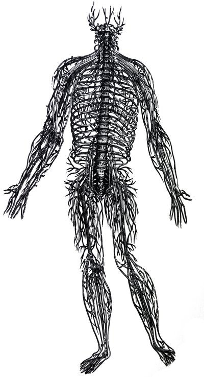 Les planches du quatrième livre de De Humani Corporis Fabrica - Andreas Vesalius