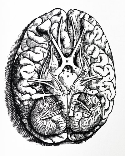 Les Planches du Quatrième Livre de De Humani Corporis Fabrica - Andreas Vesalius