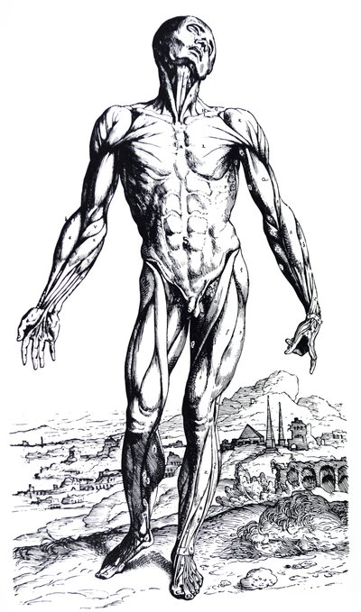 Les planches du deuxième livre de De Humani Corporis Fabrica - Andreas Vesalius