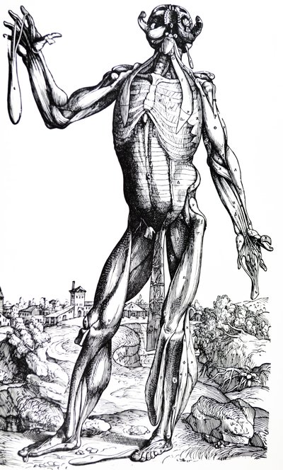 Les planches du deuxième livre de De Humani Corporis Fabrica - Andreas Vesalius