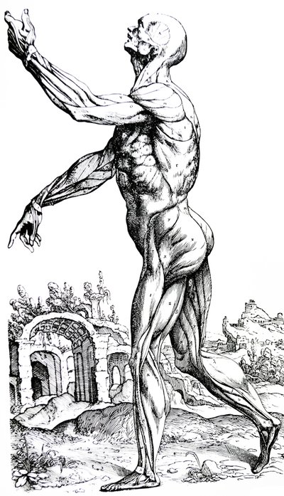 Les planches du deuxième livre de De Humani Corporis Fabrica - Andreas Vesalius
