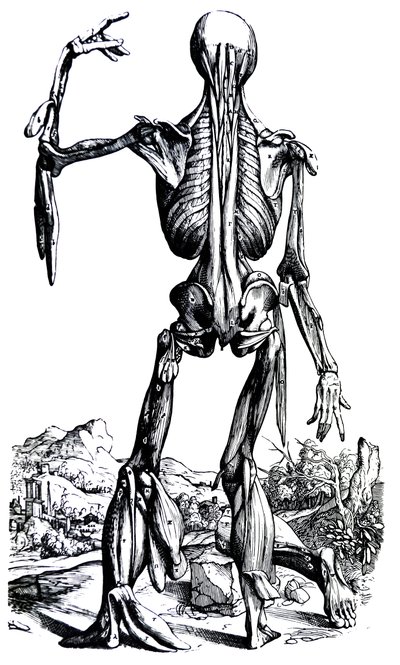 Les planches du deuxième livre de De Humani Corporis Fabrica - Andreas Vesalius