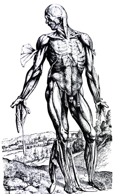 Les planches du deuxième livre de De Humani Corporis Fabrica - Andreas Vesalius