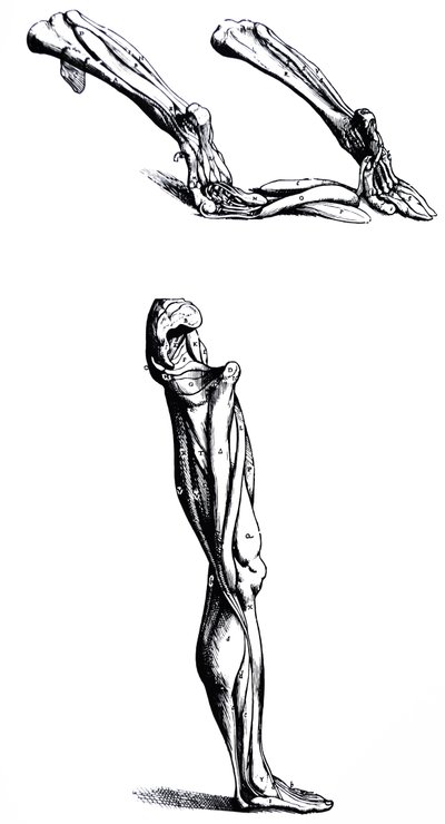 Les planches du deuxième livre de De Humani Corporis Fabrica - Andreas Vesalius