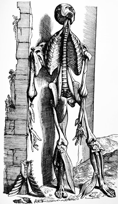 Les planches du deuxième livre de De Humani Corporis Fabrica - Andreas Vesalius
