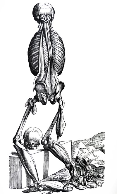 Les planches du deuxième livre de De Humani Corporis Fabrica - Andreas Vesalius