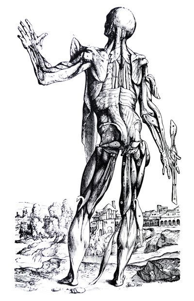Les Planches du Deuxième Livre de De Humani Corporis Fabrica - Andreas Vesalius