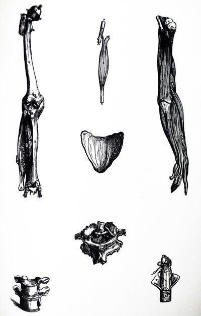 Les Planches du Deuxième Livre de De Humani Corporis Fabrica - Andreas Vesalius