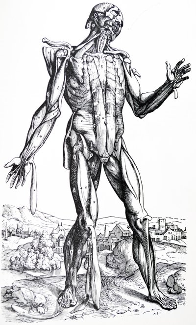 Les Planches du Deuxième Livre de De Humani Corporis Fabrica - Andreas Vesalius