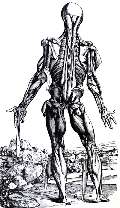 Les planches du deuxième livre de De Humani Corporis Fabrica - Andreas Vesalius