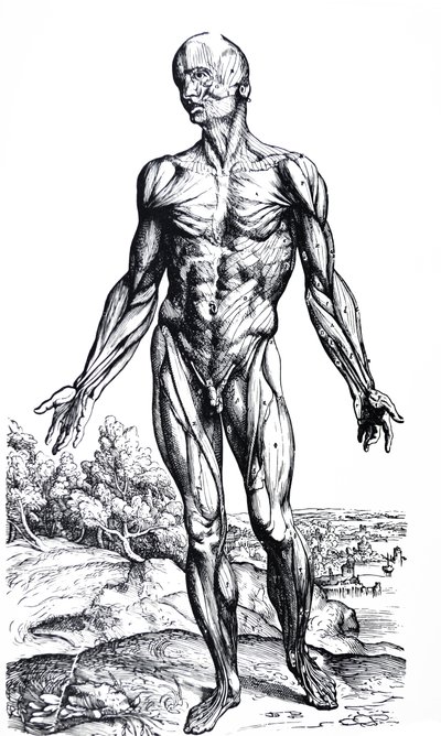 Les planches du deuxième livre de De Humani Corporis Fabrica - Andreas Vesalius