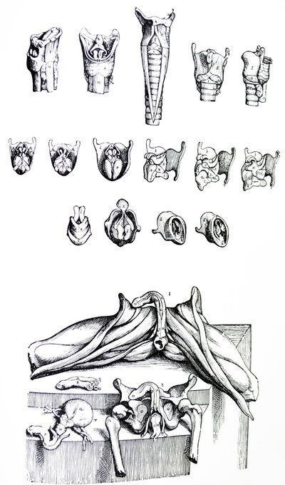 Les planches du deuxième livre de De Humani Corporis Fabrica - Andreas Vesalius
