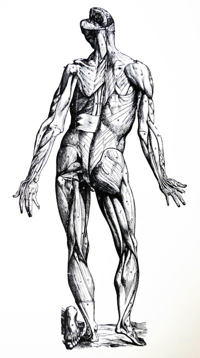 Les planches du septième livre de De Humani Corporis Fabrica - Andreas Vesalius