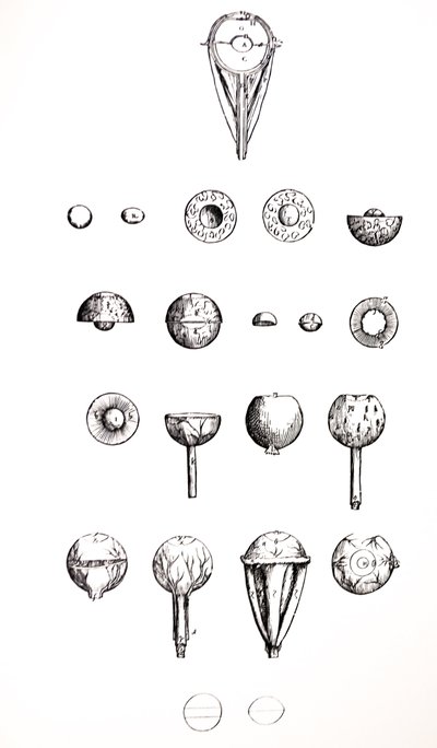 Les planches du septième livre de De Humani Corporis Fabrica - Andreas Vesalius