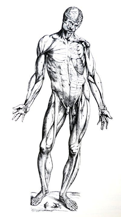 Les planches du septième livre de De Humani Corporis Fabrica - Andreas Vesalius