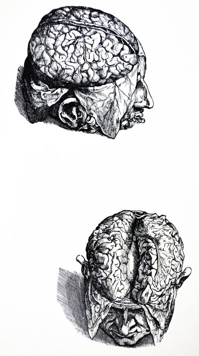 Les Planches du Septième Livre de De Humani Corporis Fabrica - Andreas Vesalius